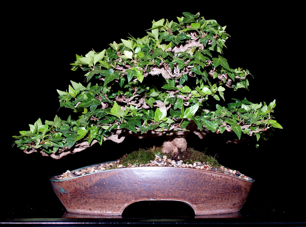 بونسای پاپیتال 